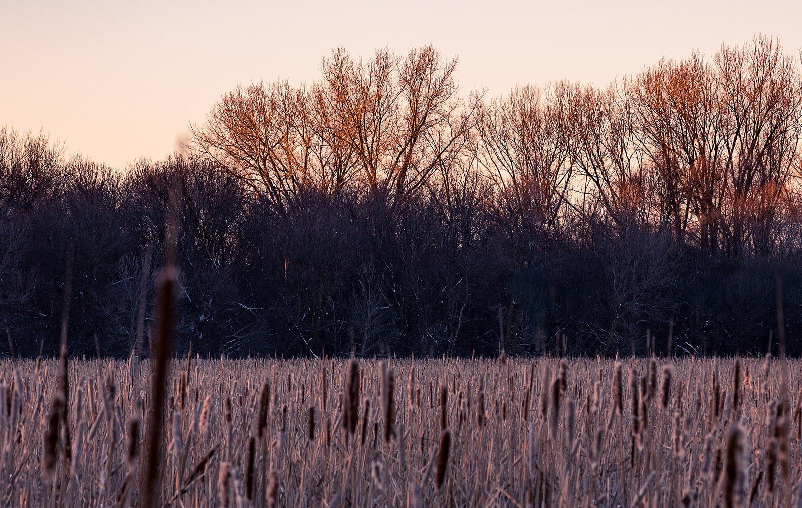 Palmer Lake Park / Shingle Creek, Brooklyn Center, in winter